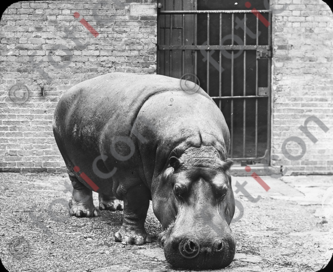 Nilpferd | Hippo - Foto foticon-simon-167-018-sw.jpg | foticon.de - Bilddatenbank für Motive aus Geschichte und Kultur